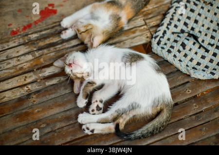 Two sleeping kittens lying on rustic wooden surface Stock Photo