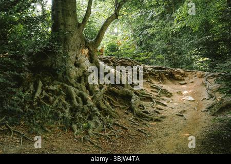 Large European beech tree roots spreading out above ground. Wide angle forest scene, low angle, no people Stock Photo