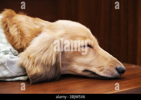 close up sleeping dachshund dog pet lying down head side profile Stock Photo