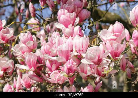 Spring time: blooming magnolia tree Stock Photo - Alamy