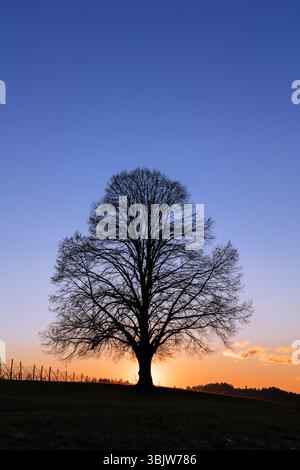 A single old linden tree on hill against the sunset - copy space Stock Photo