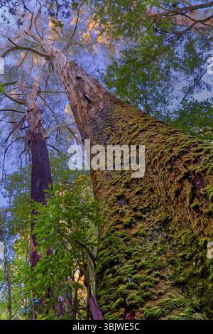 Ancient old growth giant Eucalyptus regnans Mountain ash tree close up on mossy trunk looking up in forest at Triplet Falls, Otways, Victoria Stock Photo
