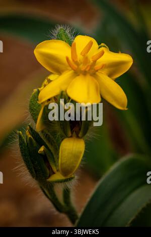 natural close up flowering plant portrait of the darling Hypoxis Hemerocallidea. attention-getting, beautiful, blooming, blushing, bold, traditional Stock Photo