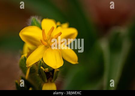 natural close up flowering plant portrait of the darling Hypoxis Hemerocallidea. attention-getting, beautiful, blooming, blushing, bold, traditional Stock Photo