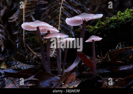 A macro photo of a group of pink and purple Mycena vinacea fungi growing on rainforest floor with ferns and moss, Great Otway National Park, Victoria Stock Photo