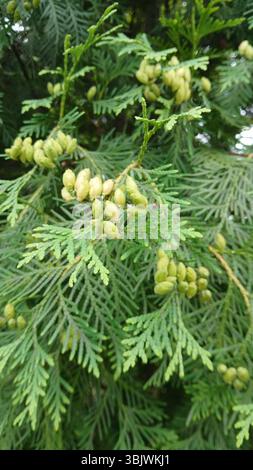 Close-up of thuja branch with immature seed cones Stock Photo