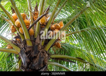 Tree with many coconuts on it. The coconuts are yellow and are hanging from the tree Stock Photo