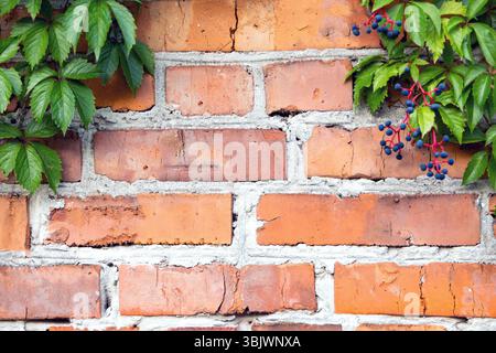 Brick wall with green vines and blue berries. Background. A close-up of a red brick wall partially covered by vibrant green vines with clusters of Stock Photo