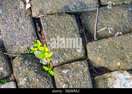 Plant is growing out of a crack in a brick sidewalk. The plant is small and green, and it is growing out of the crack in the brick Stock Photo