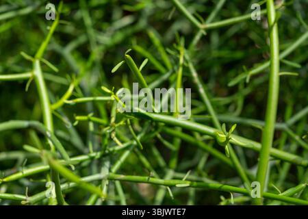 Bunch of green branches with leaves on them. The branches are very thin and pointy. The leaves are green and have a sharp edge Stock Photo
