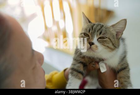 Rear view of an aged woman hugs her beloved cat. Pet is best friends forever concept. Selective focus. Stock Photo
