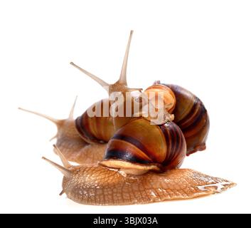Family of snails on top of one another Stock Photo