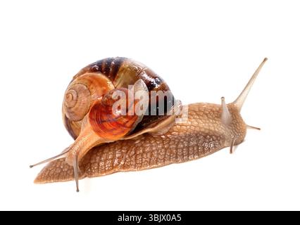 Snails on top of one another Stock Photo