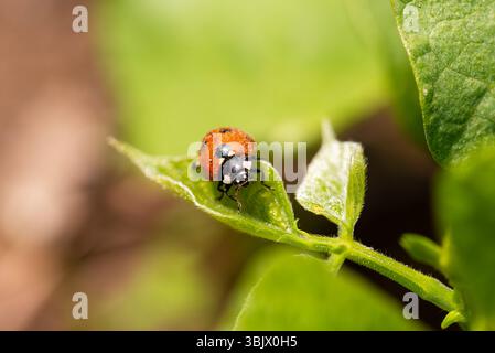 Close-up of a ladybug on top of green leaves of a garden plant. Insects and flowers in spring. Predatory animals. Stock Photo