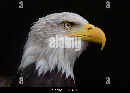 Bald eagle's portrait on dark background Stock Photo