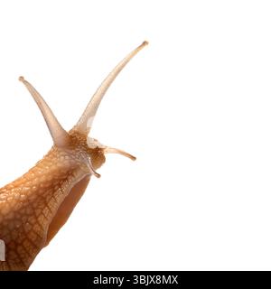 Snail isolated on white background Stock Photo