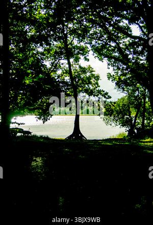 A scenic view of a lake framed by trees, with the sun shining through the leaves. Stock Photo