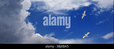 Panoramic view on two seagulls hover in sky with clouds Stock Photo