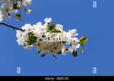 Sunlight blooming branch of fruit tree at sun day on blue background. Wild cherry. Stock Photo