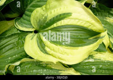 Bright hosta leaves in shades of green and yellow with fresh raindrops on the surface. Stock Photo