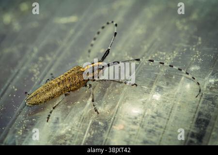 A Golden-bloomed Grey Longhorn Beetle Agapanthia villosoviridescens perching on a plexiglass surface background Stock Photo
