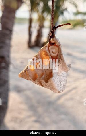 sea shells on the beach of the Maldives Stock Photo