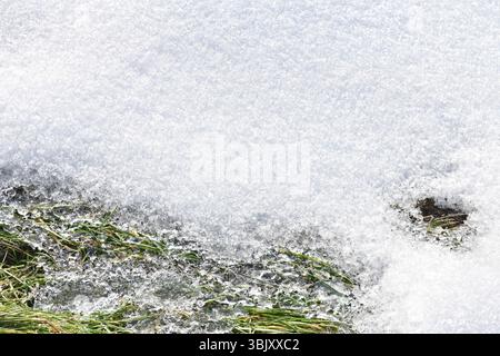 Melted snow mold on the lawn grass on the soil. Frame loose snow shiny ice transition from winter to spring ice background Stock Photo