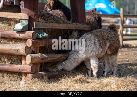 Llama enjoys munching hay while interacting with visitors at a petting zoo. Stock Photo