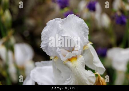 Close-up of blooming white bearded iris with yellow throat, soft petals and blurred background of purple and white flowers in a garden setting, spring Stock Photo
