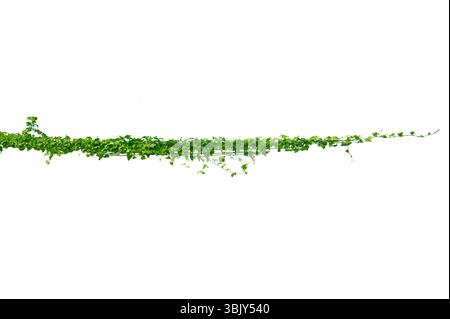vine frame leaf vine isolates on a white background Stock Photo