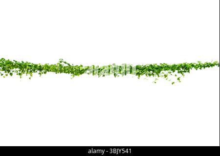 vine frame leaf vine isolates on a white background Stock Photo