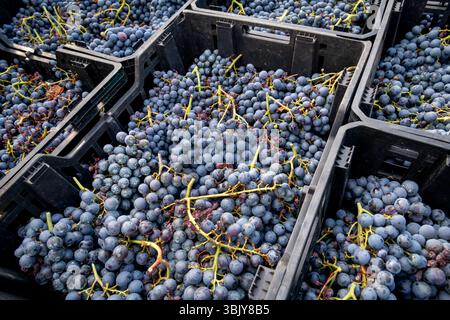 Bunches of ripe, dark purple grapes are collected in black plastic crates, ready for processing after the harvest Stock Photo