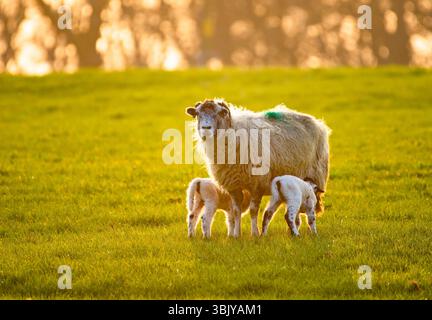 A Mule ewe with twin lambs feeding, Chipping, Preston, Lancashire, UK Stock Photo