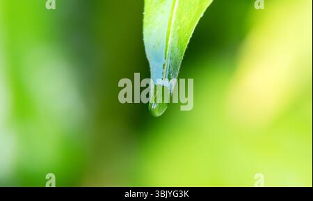 Morning dew on the tip of the leaf. Stock Photo