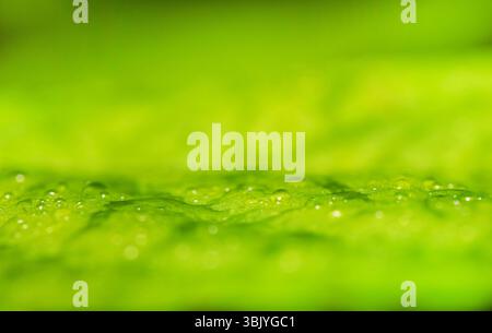 Macro shot of green leaf with raindrops. Suitable for background. Stock Photo