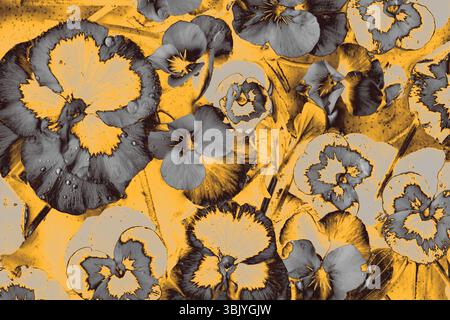 Digitally altered pansy flowers in grayscale tones layered over a vivid yellow backdrop for a bold artistic effect. Stock Photo