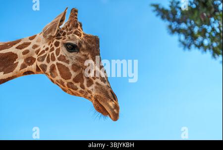 Portrait of giraffe in national zoo. Stock Photo
