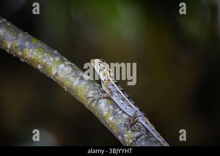 Lizard on the branch. Camouflage Stock Photo