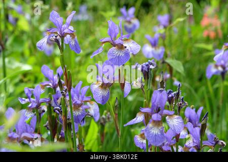 Pale blue Iris Versicolor, or northern blue flag iris, in flower. Stock Photo
