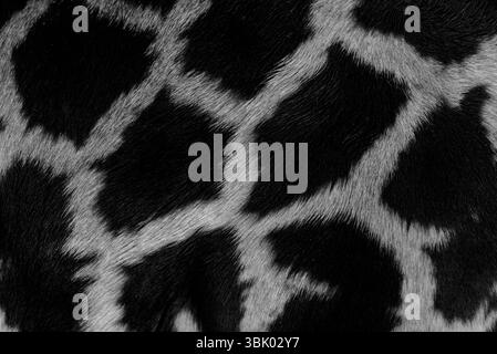 Real life Giraffe pattern black and white Stock Photo