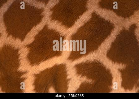 Real life Giraffe pattern with real wool Stock Photo
