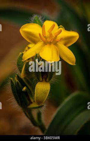 natural close up flowering plant portrait of the darling Hypoxis Hemerocallidea. attention-getting, beautiful, blooming, blushing, bold, traditional Stock Photo