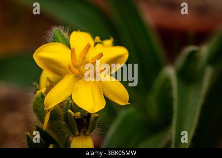 natural close up flowering plant portrait of the darling Hypoxis Hemerocallidea. attention-getting, beautiful, blooming, blushing, bold, traditional Stock Photo