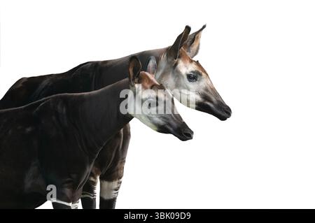 portrait okapi isolated on white background Stock Photo
