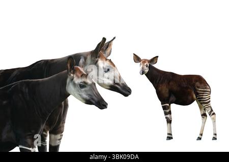 portrait okapi isolated on white background Stock Photo