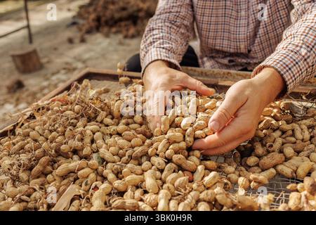 Closeup of farmer’s hands holding freshly harvested peanuts in shell, showcasing organic farming and autumn nut harvest. Stock Photo