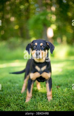 A cute black and tan German Shepherd x Hound mixed breed puppy standing outdoors Stock Photo
