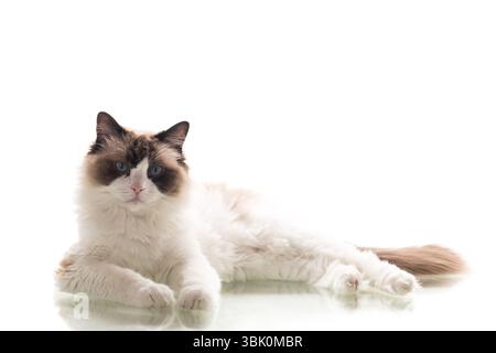 Well-groomed purebred Ragdoll cat on clean background. Stock Photo