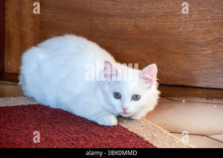 A white cat is laying on a red rug. The cat is looking at the camera. The scene is calm and peaceful Stock Photo