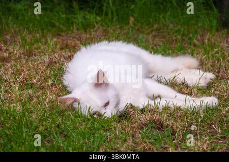 A white cat is laying on the grass. The cat is curled up and he is sleeping Stock Photo